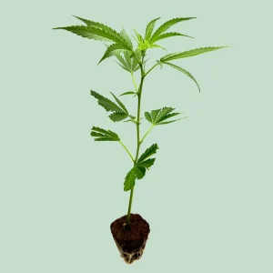 Amnesia Core Cut – Cannabis Stecklinge