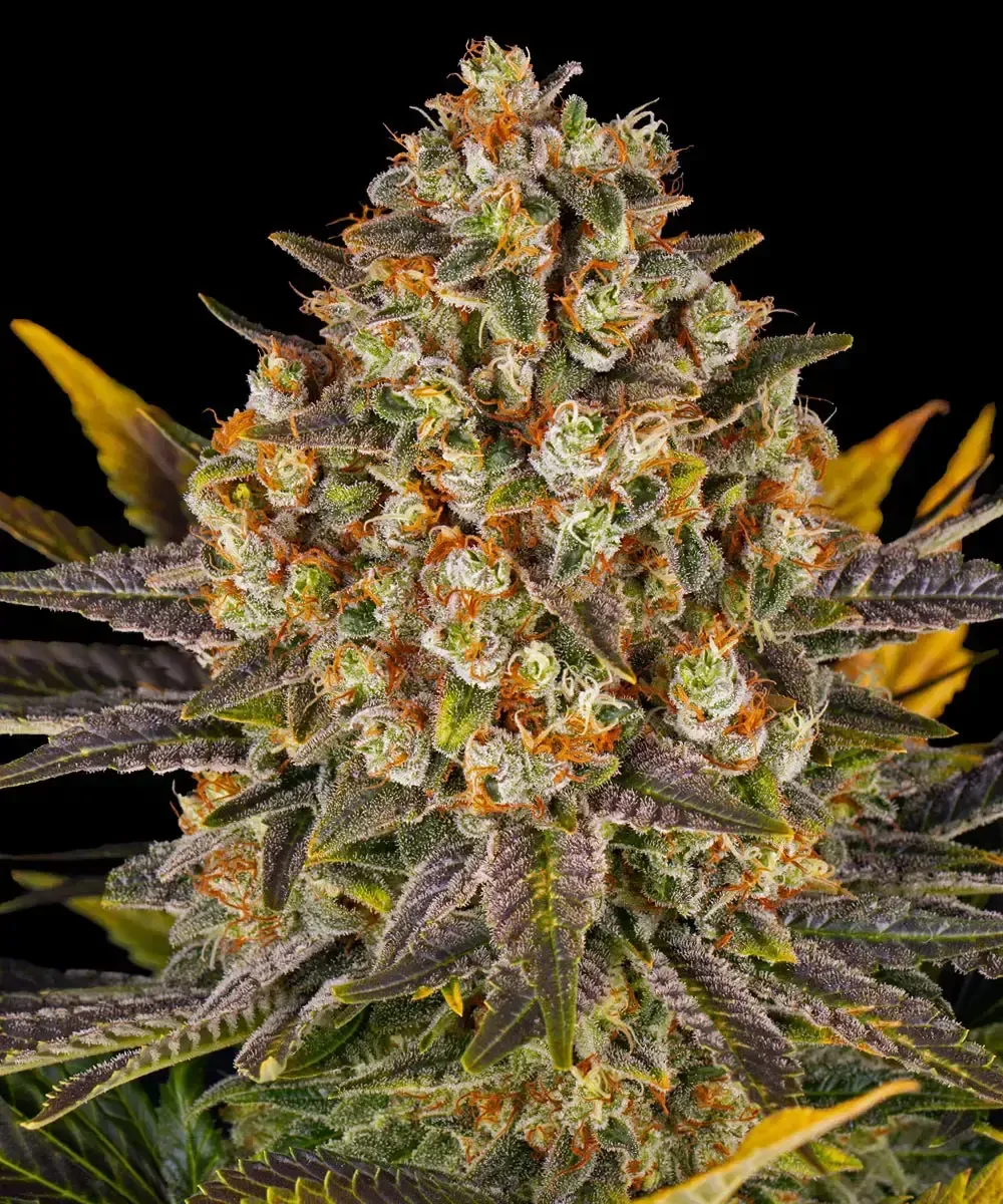 Barneys Farm Banana Punch – 1 Stück