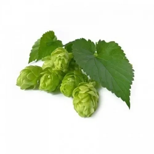 BIO Hopfenblüten (Humulus lupulus L.) (10g)