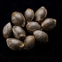 Candy Cream Go Fast – 10+3 Seed