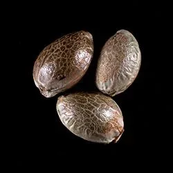 Dosidos Auto – 3+1 Seed