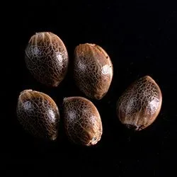 Gypsy Kush – 5+2 Seed