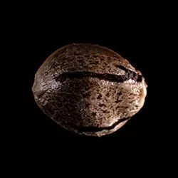Mikromachine Auto – 1 Seed