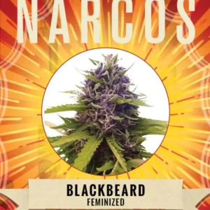 Narcos | Blackbeard | 3 Samen