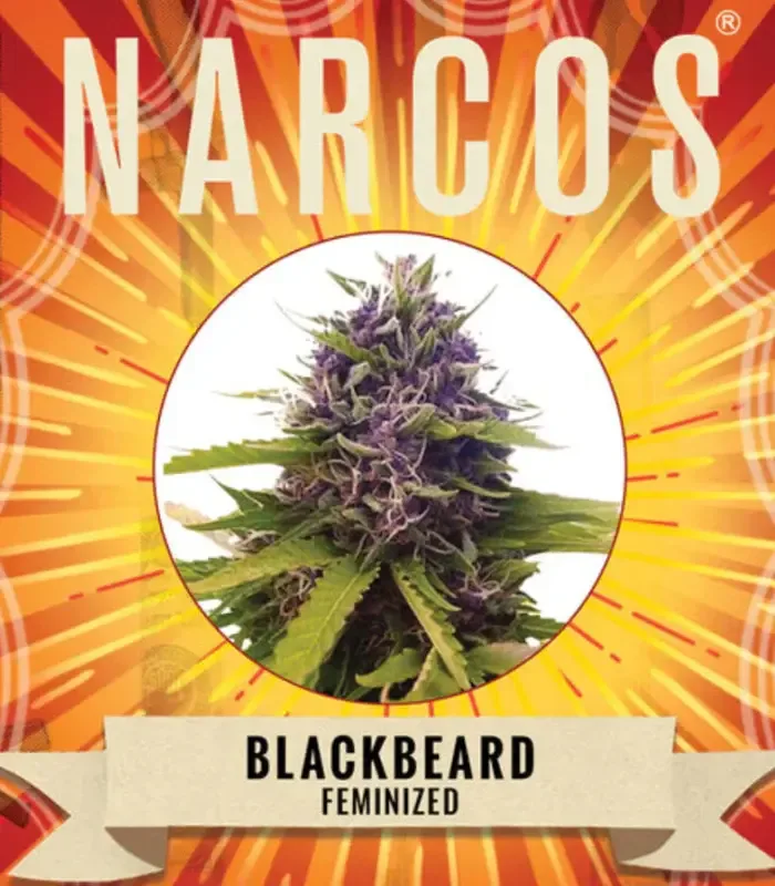 Narcos | Blackbeard | 3 Samen