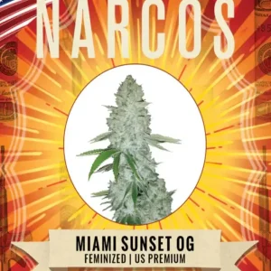 Narcos | Miami Sunset Og | 3 Samen