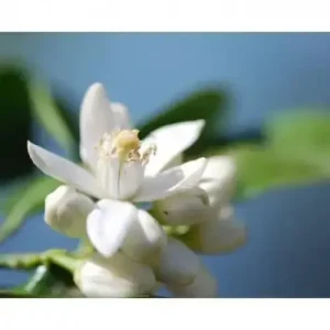 Neroli 1ml