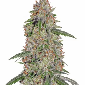Pineapple Express (Barney’s Farm)