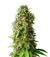 Princess Haze Regular (Brothers Grimm Seeds)