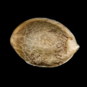 Pure Skunk Go Fast – 1 Seed