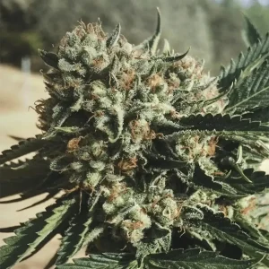Sapphire OG