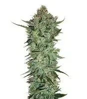 Skunk #1 regular (Sensi Seeds)