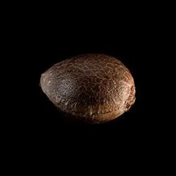 Skunk+ – 1 Seed