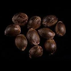 Skunk+ – 10+3 Seed