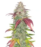 Sour Crack Auto (Mephisto Genetics)