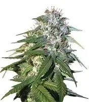 Sour Cream (DNA Genetics)