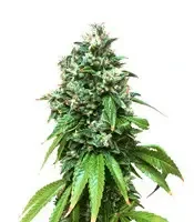 Sour Kush (Reserva Privada)