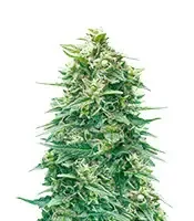 Watermelon Z Auto (Barney’s Farm)