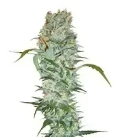 White Russian (Serious Seeds)