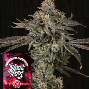 Wizard Trees | Gas Gimlet | 3 Samen