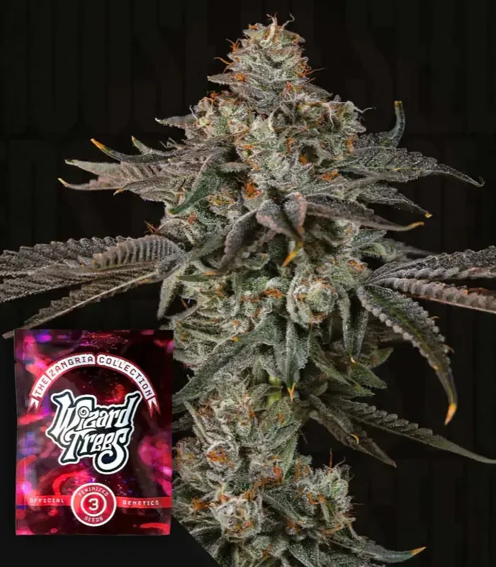 Wizard Trees | Gas Gimlet | 3 Samen